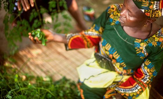 A woman sorts Moringa leaves in Tristao Islands, Guinea. A woman sorts Moringa leaves in Tristao Islands, Guinea.