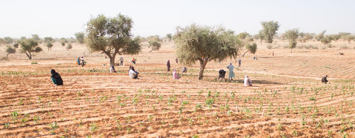 Malian refugees tend vegetables in Ouallam, Tillaberi region, Niger. Malian refugees tend vegetables in Ouallam, Tillaberi region, Niger.