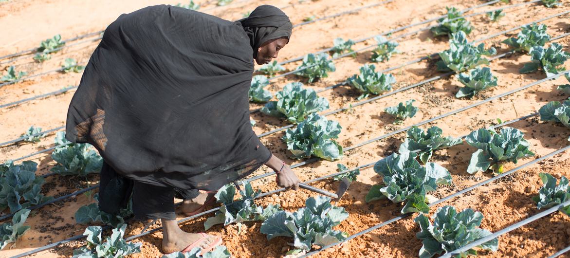 A Malian refugee tends vegetables at the market garden in Ouallam, Niger. A Malian refugee tends vegetables at the market garden in Ouallam, Niger.