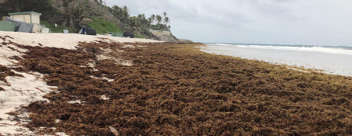 Sargassum seaweed covers a beach on the eastern coast of Barbados, in June 2022 Sargassum seaweed covers a beach on the eastern coast of Barbados, in June 2022