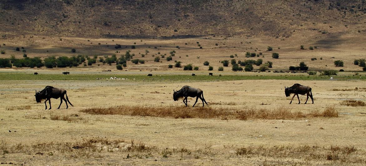 Ngorongoro Crater in Arusha, Tanzania. Ngorongoro Crater in Arusha, Tanzania.
