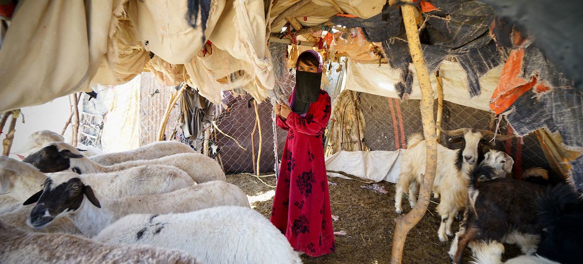 Displaced families are living in remote settlements in Marib, Yemen. Displaced families are living in remote settlements in Marib, Yemen.