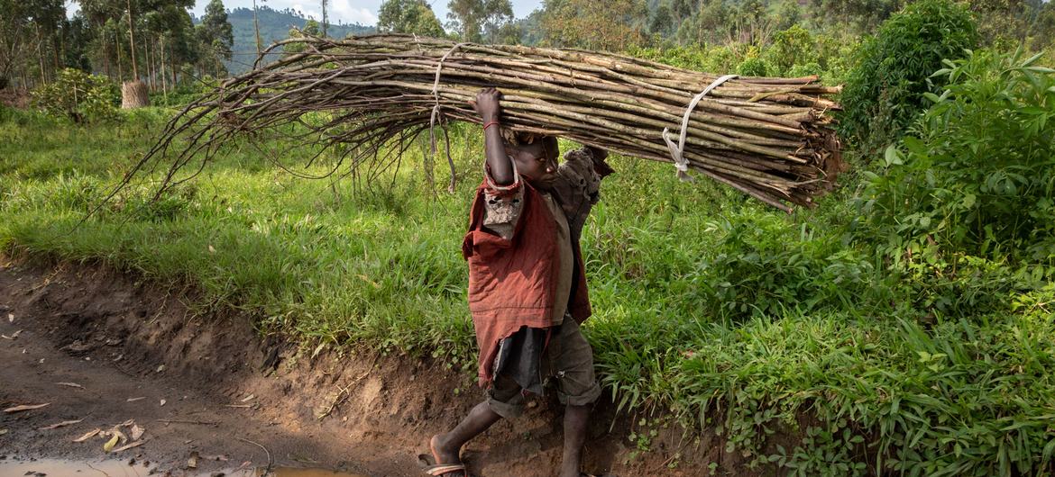 A child carries bundles of sticks along the road in the Democratic Republic of the Congo. A child carries bundles of sticks along the road in the Democratic Republic of the Congo.