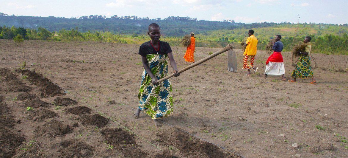 Women in Burundi tile the soil with hoes in preparation for planting.