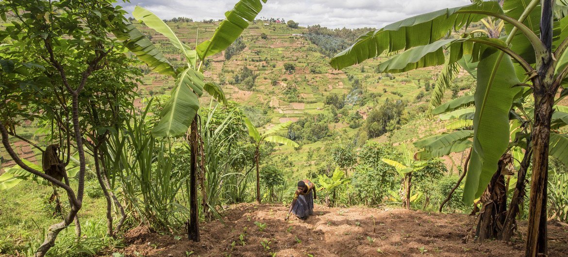 Local farmers are helping to restore degraded land in Rwanda.