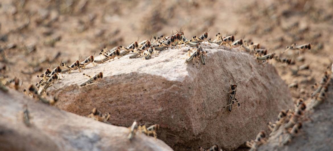 Desert locusts infest a farm in Shabwah, Yemen. Desert locusts infest a farm in Shabwah, Yemen.