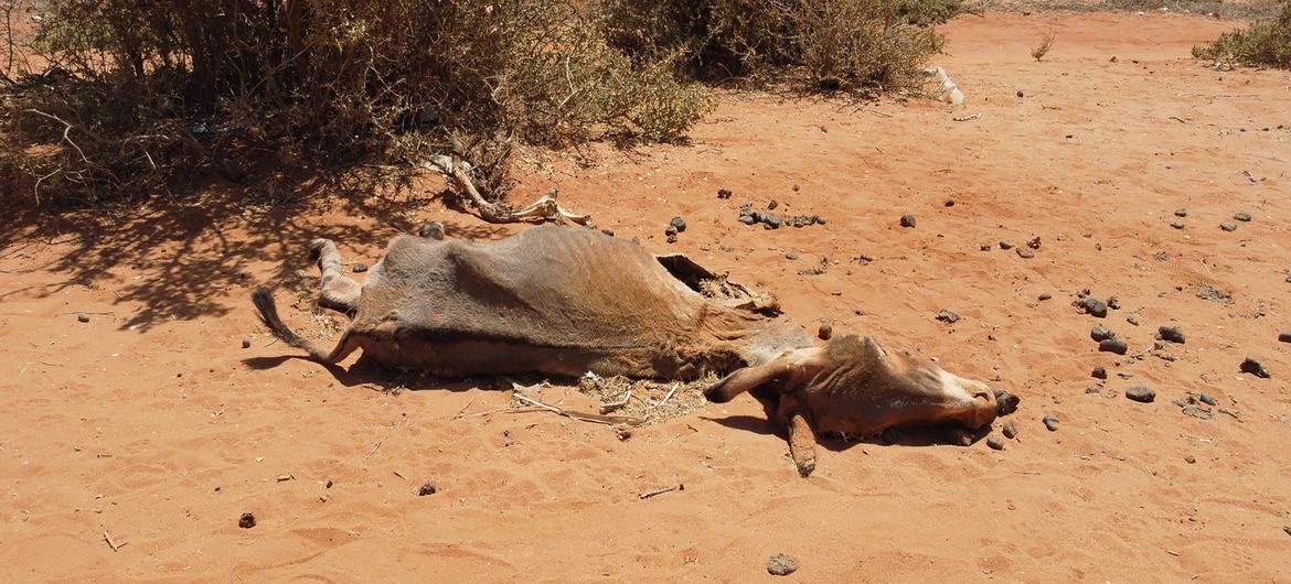 Somali'yi ve Afrika Boynuzu'nun geri kalanını kasıp kavuran aşırı kuraklık nedeniyle binlerce hayvan telef oldu.