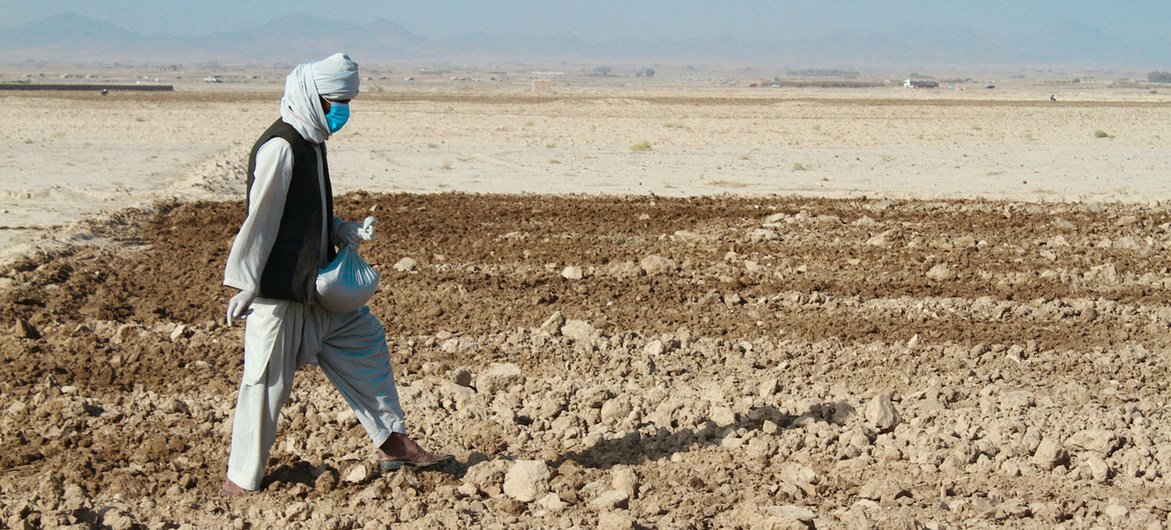 A farmer sows seeds he received from FAO wheat seed distribution in Kandahar in Afghanistan. A farmer sows seeds he received from FAO wheat seed distribution in Kandahar in Afghanistan.