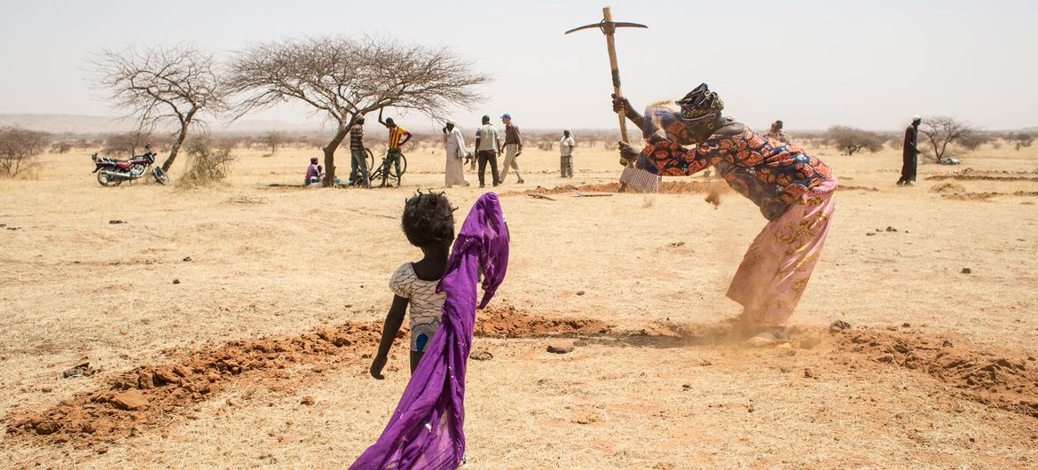 Women dig mid-moon dams to save water in Niger. Women dig mid-moon dams to save water in Niger.