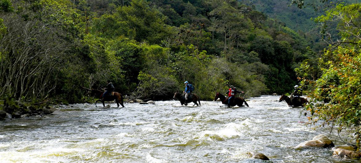 Former FARC combatants participate in a project for demining in Colombia. Former FARC combatants participate in a project for demining in Colombia.