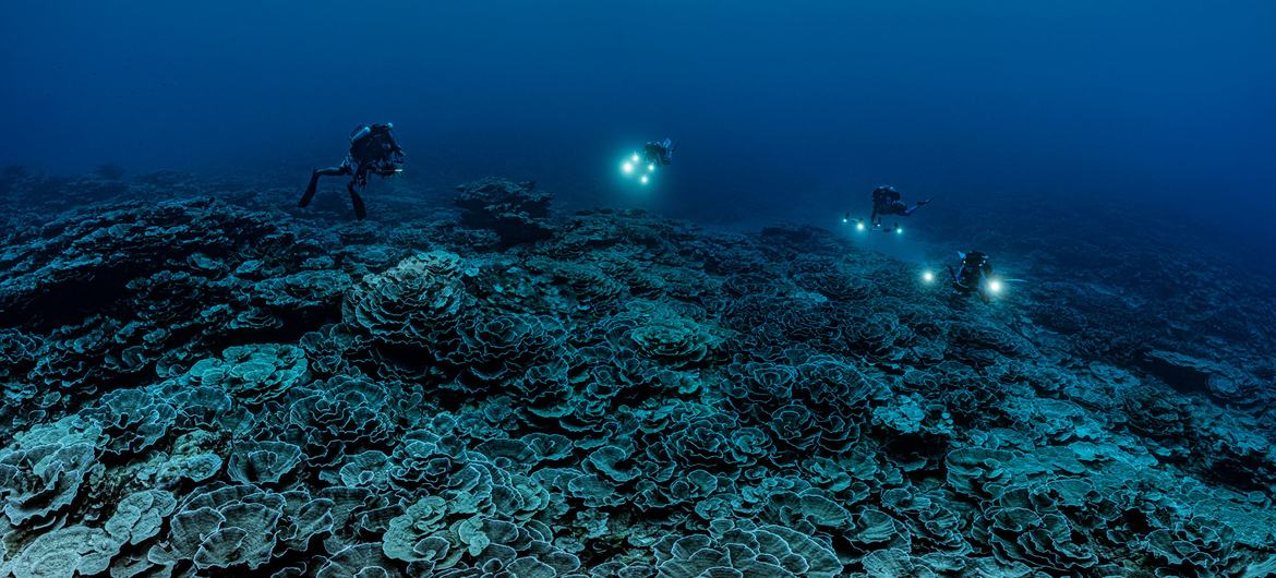 A scientific research mission supported by UNESCO has discovered one of the largest coral reefs in the world off the coast of Tahiti. A scientific research mission supported by UNESCO has discovered one of the largest coral reefs in the world off the coast of Tahiti.