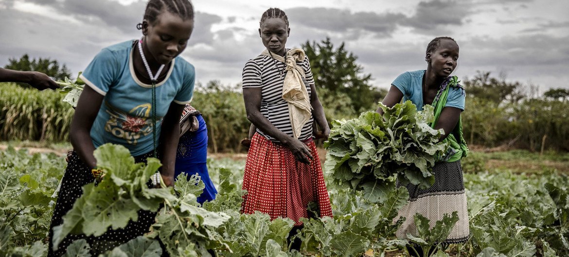 Women farmers collect their harvest in Amudat, Uganda. Women farmers collect their harvest in Amudat, Uganda.