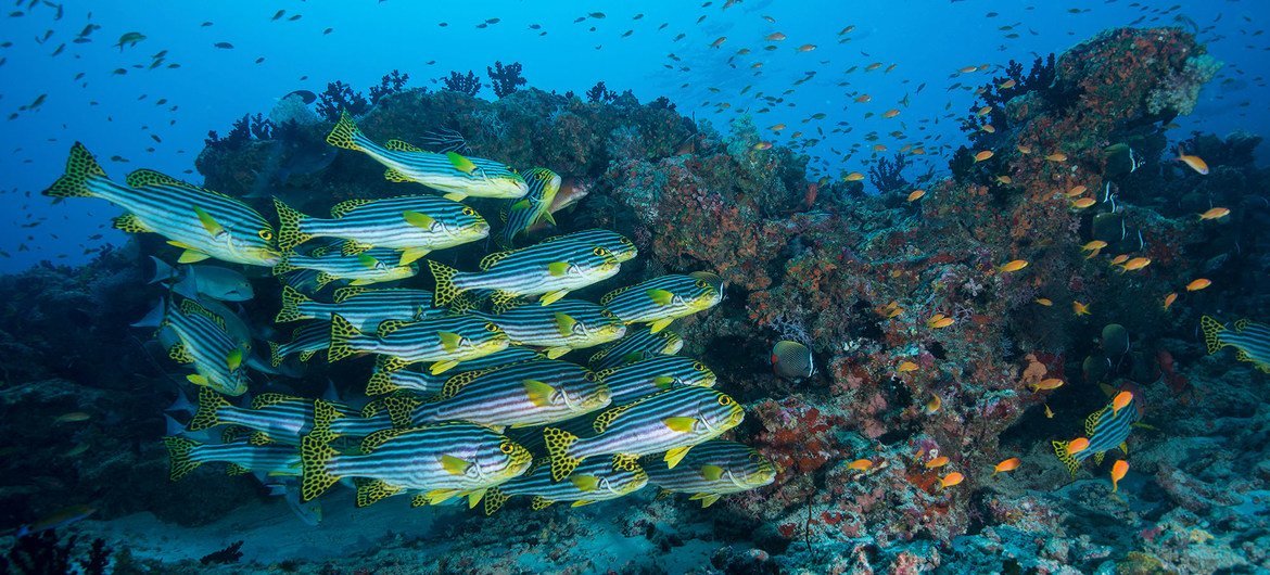 An innovative new UNESCO eDNA sampling initiative offers an opportunity to better understand ocean ecosystems. An innovative new UNESCO eDNA sampling initiative offers an opportunity to better understand ocean ecosystems.