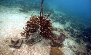 CORALL tarafından yaratılan Barbados sahilindeki mercan fidanlığı