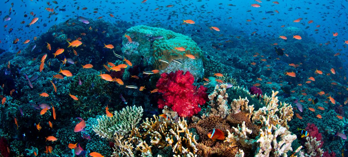 Corals thrive in Fiji.