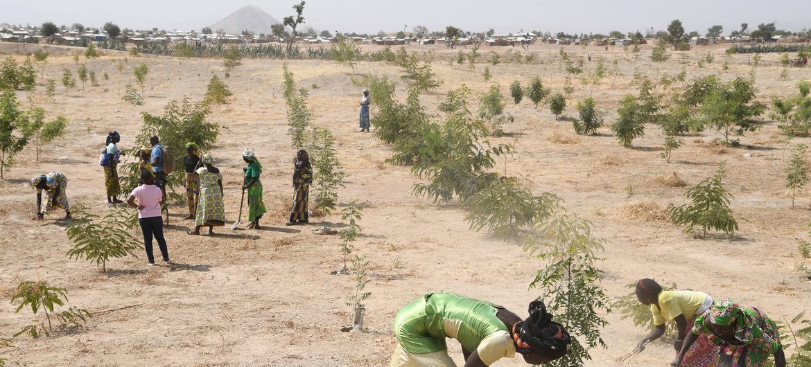 Refugees in Minawao, in northeastern Cameroon, plant trees in a region which has been deforested due to climate change and human activity. Refugees in Minawao, in northeastern Cameroon, plant trees in a region which has been deforested due to climate change and human activity.