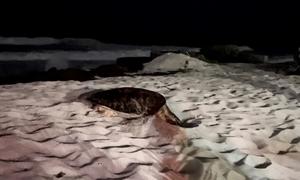 Bir deniz kaplumbağası Barbados sahilinde yumurta bırakmaya çalışıyor