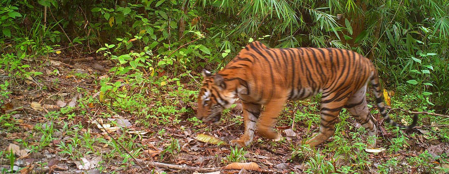 Protecting the last Malayan tigers — Global Issues