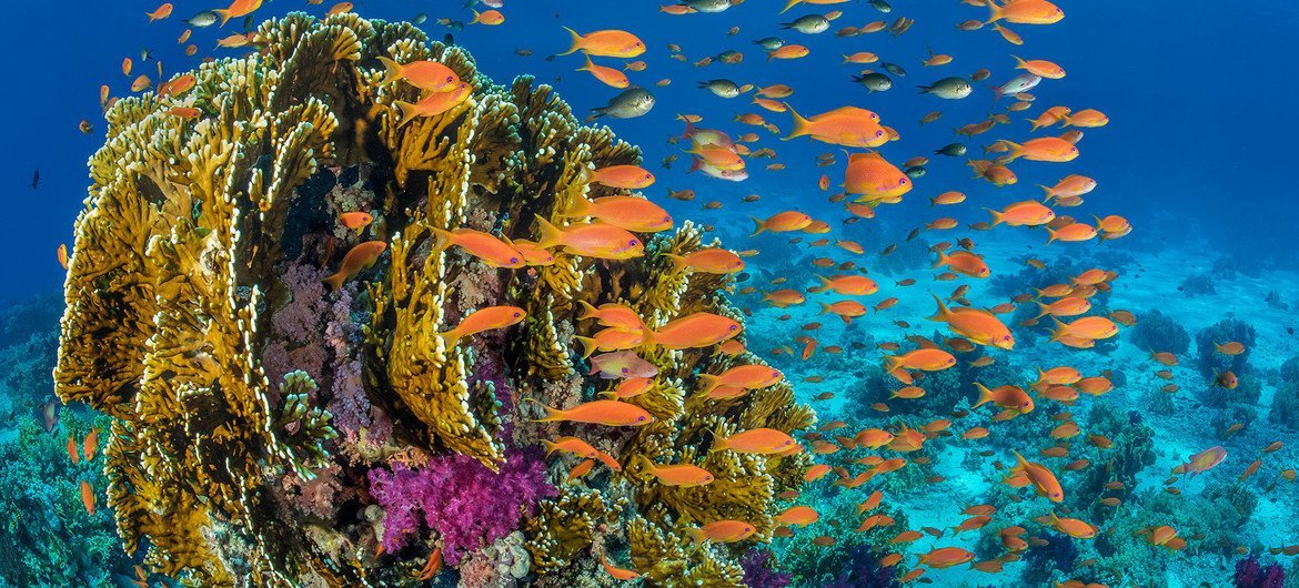 Fish swim around a coral reef in the Red Sea off the coast of Egypt. Fish swim around a coral reef in the Red Sea off the coast of Egypt.