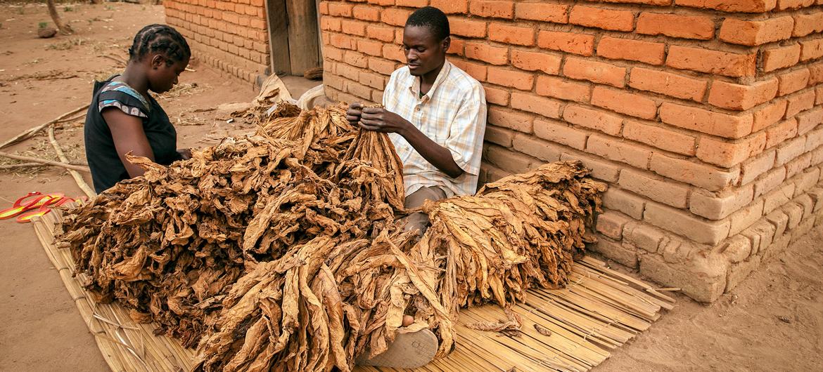 Malawi, Mzingo Köyü'ndeki pazarda satmak için tütünlerini işleyen çiftçiler.
