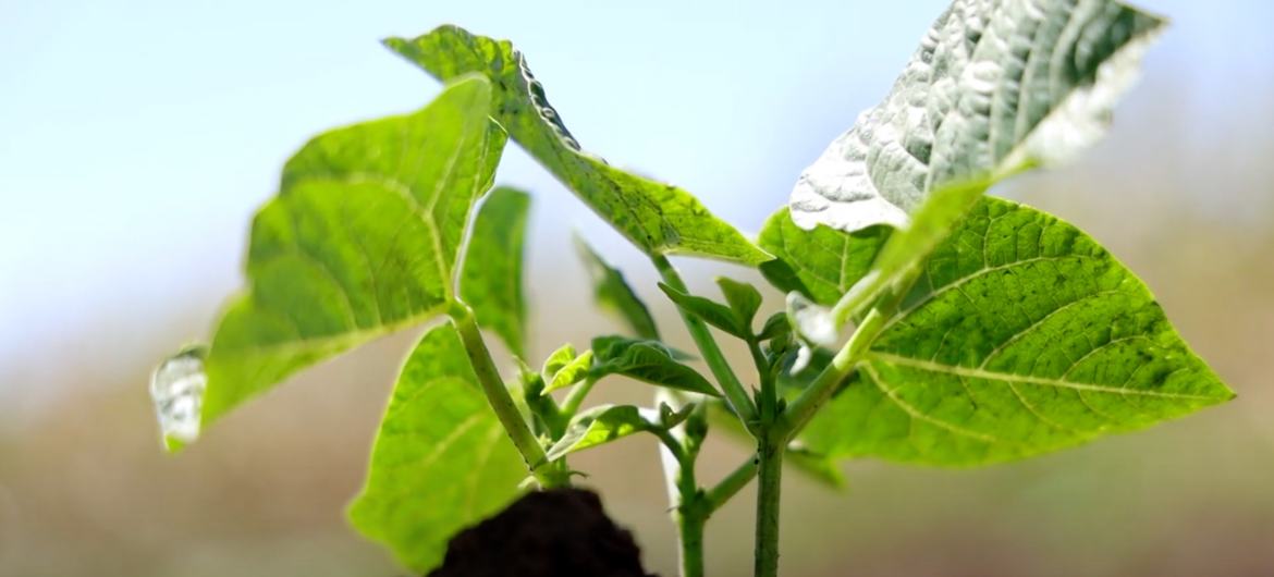 A tobacco plant, in Kenya. A tobacco plant, in Kenya.