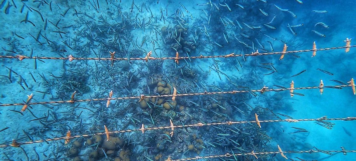 Fragments of Acropora corals growing on a rope-type nursery in Oceanario, Colombia. Fragments of Acropora corals growing on a rope-type nursery in Oceanario, Colombia.