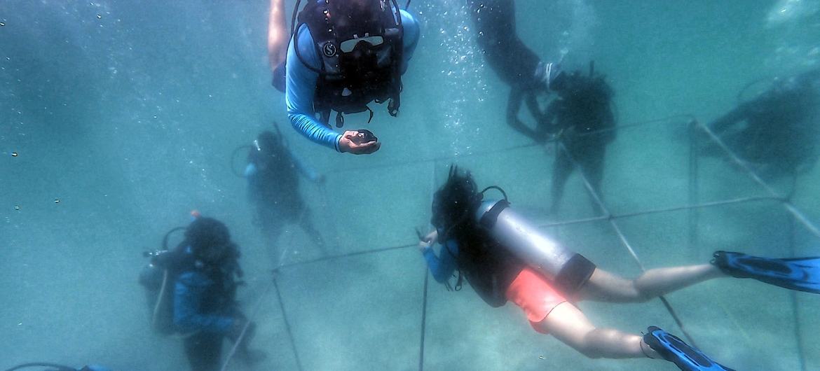 Divers putting together a coral nursery in Isla Tesoro, Corales del Rosario National Park, Colombia. Divers putting together a coral nursery in Isla Tesoro, Corales del Rosario National Park, Colombia.