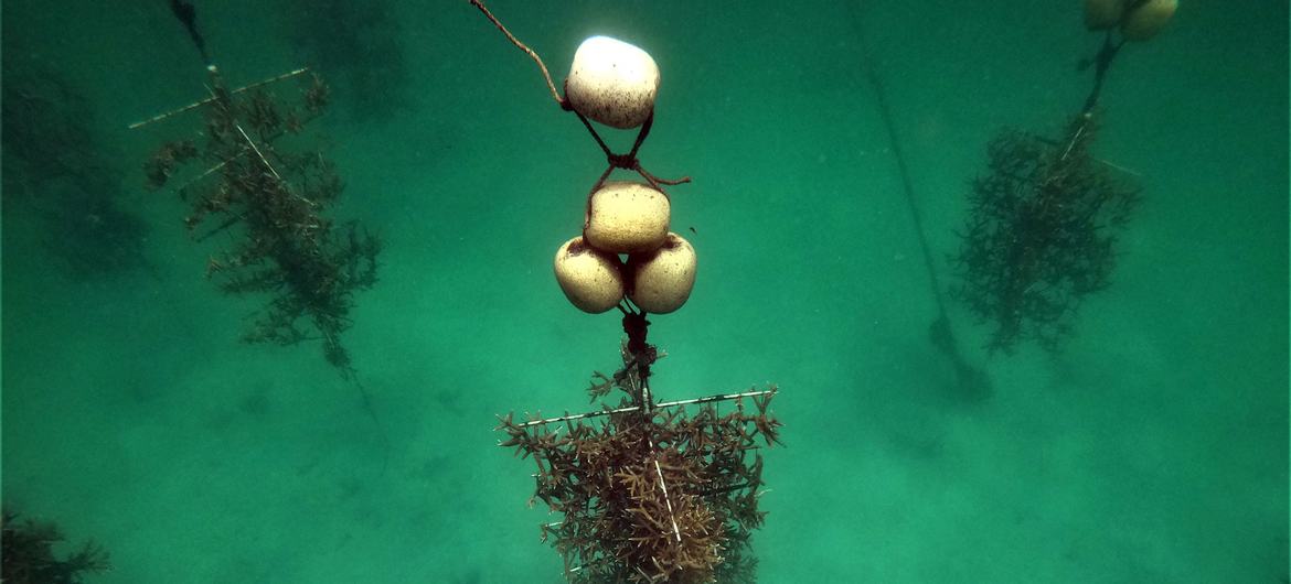 Tree-type coral nursery in Oceanario, Corales del Rosario National Park, Colombia. Tree-type coral nursery in Oceanario, Corales del Rosario National Park, Colombia.