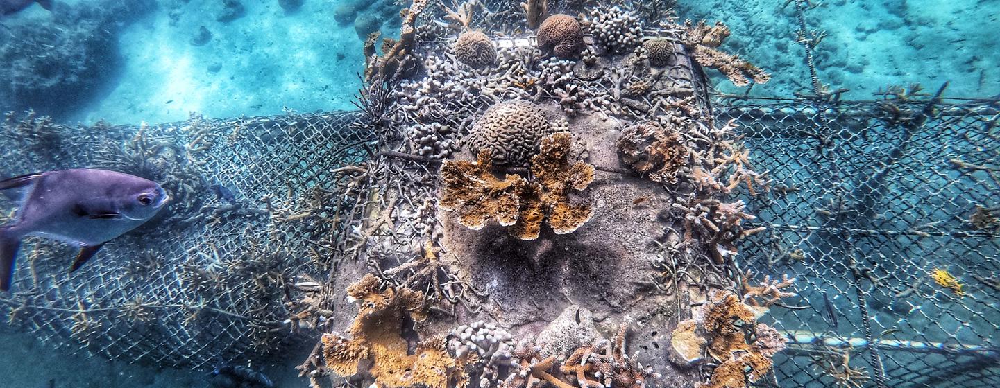 A table-type coral nursery growing several species, including the almost extinct Acroporas in the Caribbean. A table-type coral nursery growing several species, including the almost extinct Acroporas in the Caribbean.