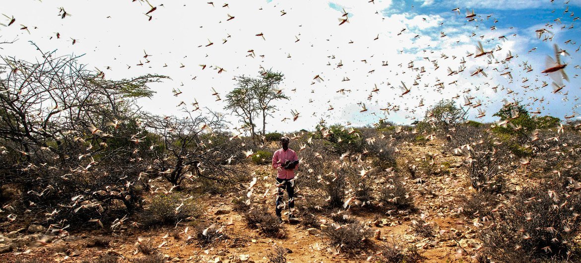 Locusts swarm in the Nugal region of Somalia. (file photo) Locusts swarm in the Nugal region of Somalia. (file photo)