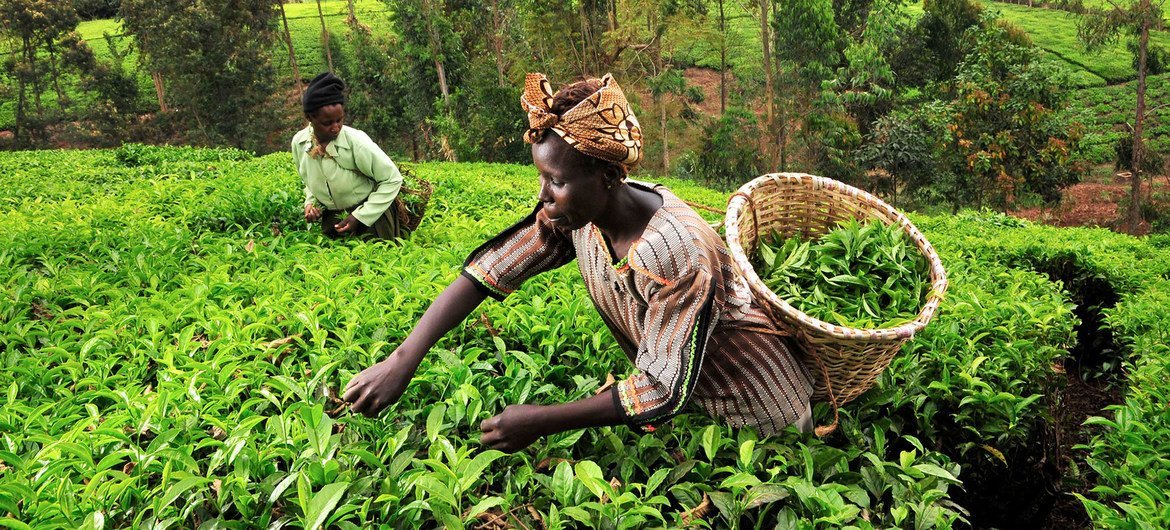 A number of tea pickers in Kenya are shifting to produce other crops as climate change threatens tea plantation in the country. A number of tea pickers in Kenya are shifting to produce other crops as climate change threatens tea plantation in the country.