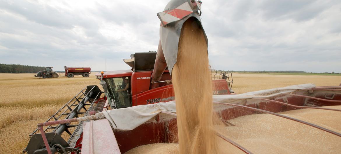Wheat harvest near the Krasne village, Ukraine. Wheat harvest near the Krasne village, Ukraine.