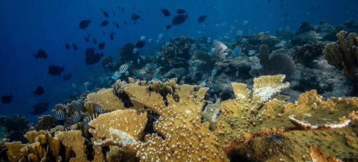 A colony of Elkhorn coral, an almost extinct acropora species in the Caribbean. A colony of Elkhorn coral, an almost extinct acropora species in the Caribbean.