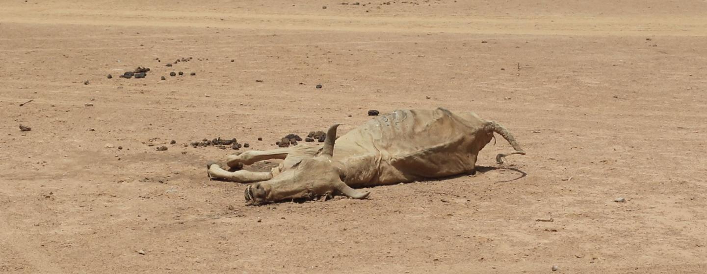Around one million livestock are believed to have died in drought-affected parts of Somali Region, Ethiopia. Around one million livestock are believed to have died in drought-affected parts of Somali Region, Ethiopia.