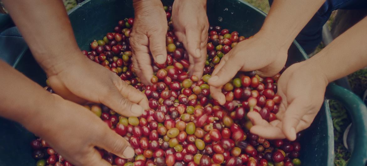 Coffee beans being sorted in Colombia. Coffee beans being sorted in Colombia.