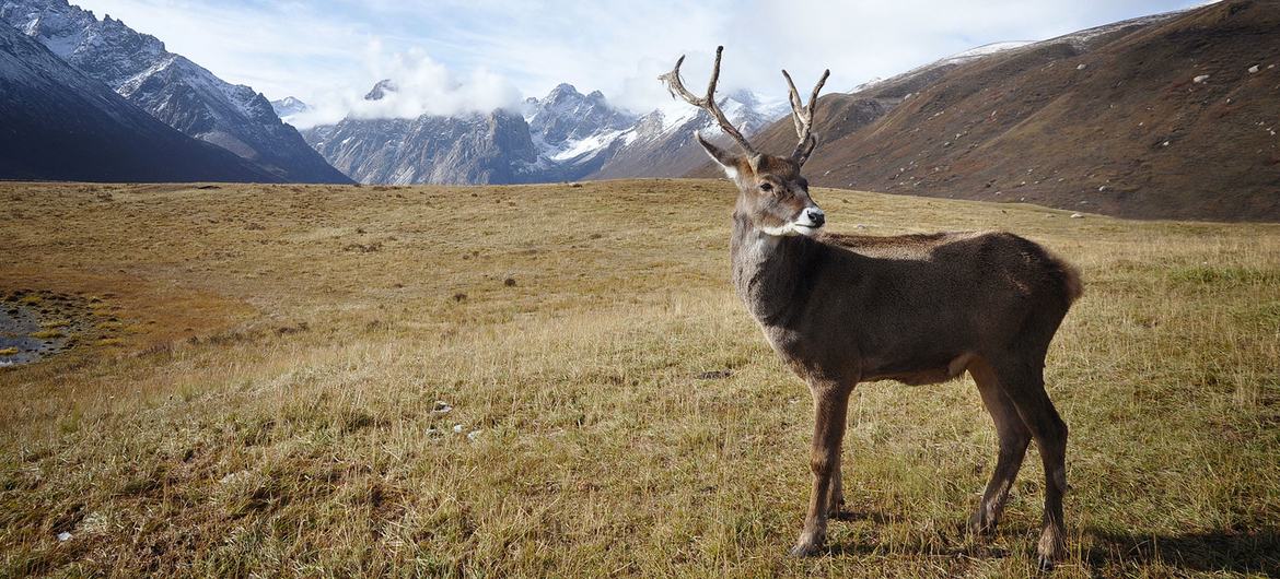 A mountain caribou. A mountain caribou.