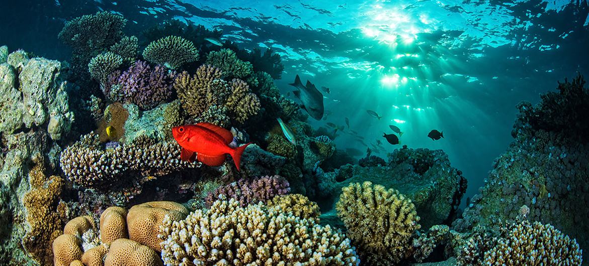 Balıklar Kızıldeniz mercan resifinde yüzerler.