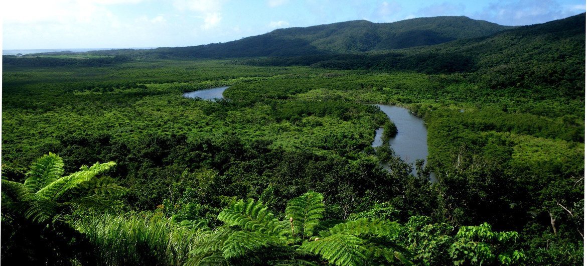 The Nakama River runs through a mangrove forest on Iriomote Island in Japan. The Nakama River runs through a mangrove forest on Iriomote Island in Japan.