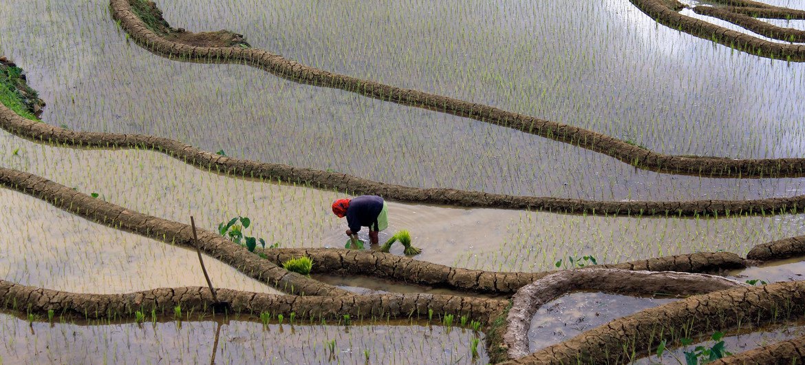 Cultivating crops like rice, as pictured here in the Philippines, requires a large amount of fresh water and has an environmental impact Cultivating crops like rice, as pictured here in the Philippines, requires a large amount of fresh water and has an environmental impact