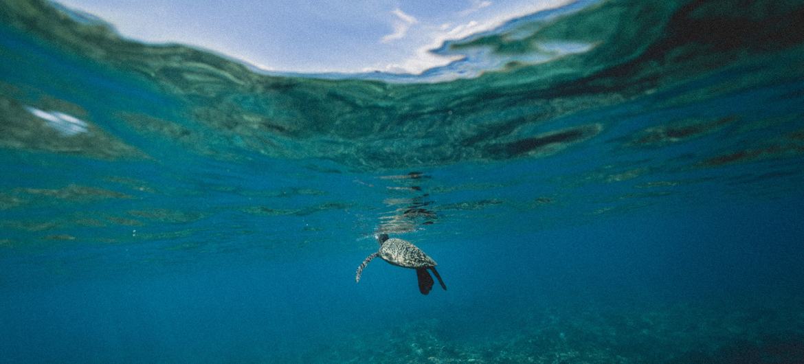 Sea turtle slowly swiming in blue water through sunlight.