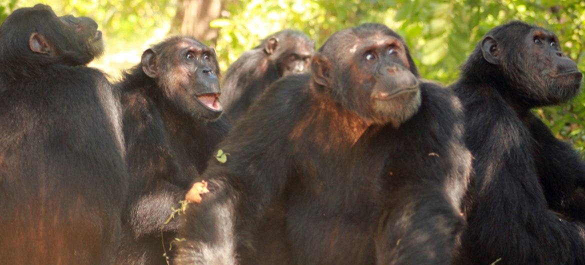 The core area of the Gombe Masito Ugalla Biosphere Reserve in Tanzania is endowed with natural, scenic, cultural and social attributes, including the largest chimpanzee community in the country. The core area of the Gombe Masito Ugalla Biosphere Reserve in Tanzania is endowed with natural, scenic, cultural and social attributes, including the largest chimpanzee community in the country.