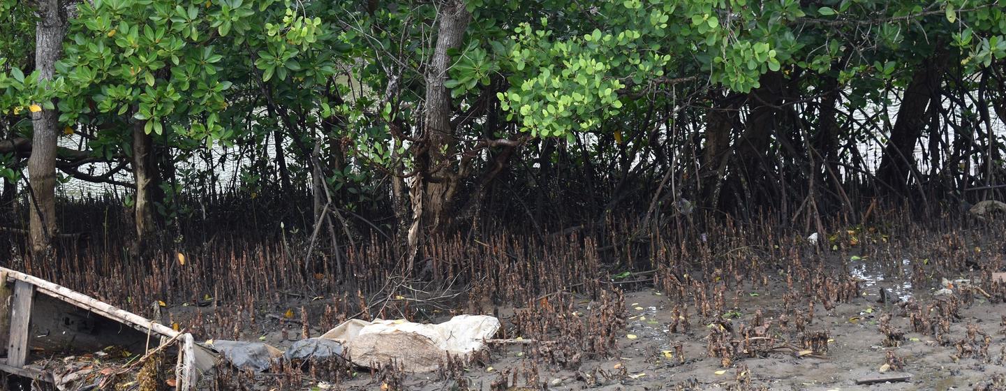 Mangroves in Kenya's town of Vanga, Kwale county are nursery grounds for fish. Mangroves in Kenya's town of Vanga, Kwale county are nursery grounds for fish.