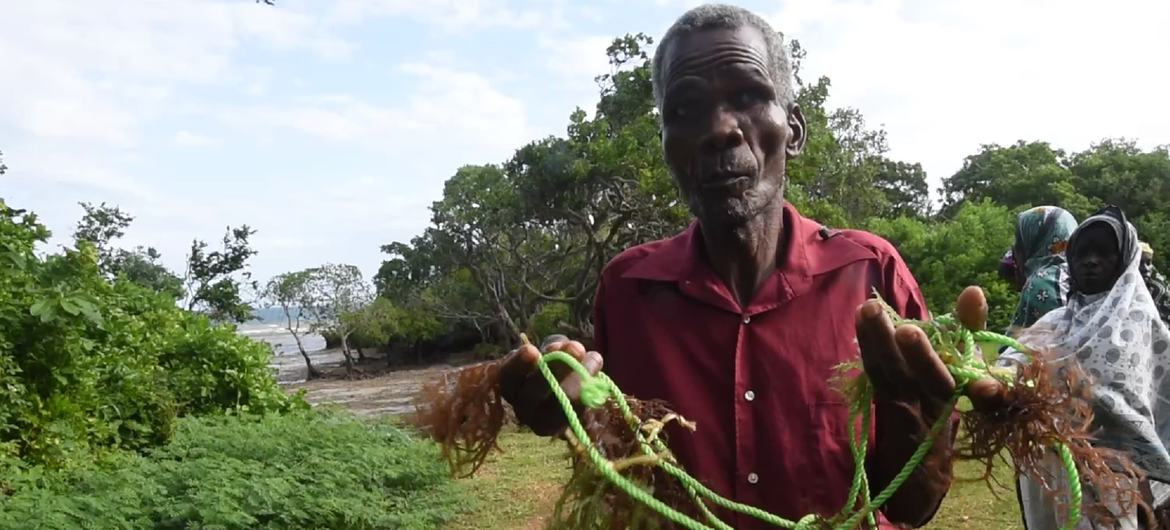 Amiri Juma Amiri holding seaweed harvested from his farm in Kibuyuni village, Kwale county, Kenya, thanks to support from Kenya Marine and Fisheries Institute. Amiri Juma Amiri holding seaweed harvested from his farm in Kibuyuni village, Kwale county, Kenya, thanks to support from Kenya Marine and Fisheries Institute.