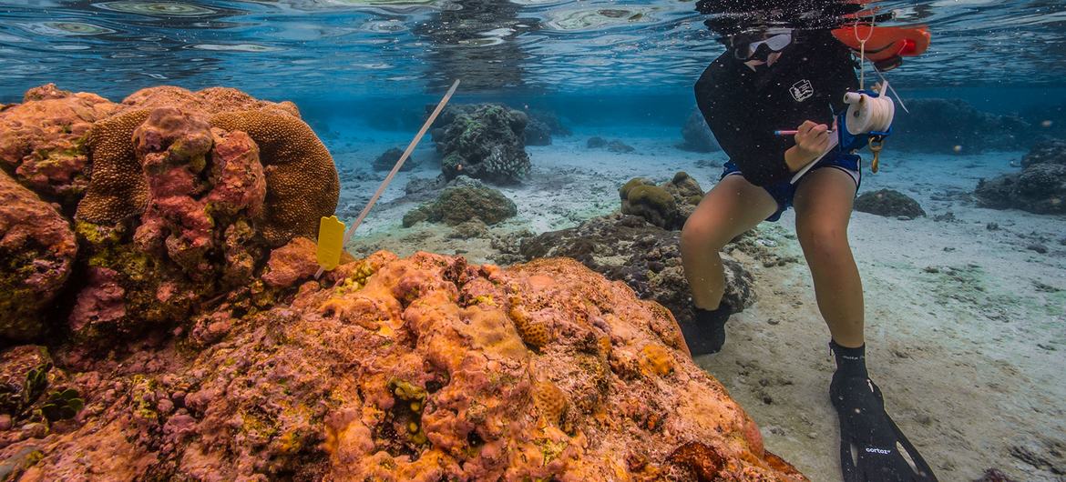 An ocean scientist conducts research while snorkelling in American Samoa. An ocean scientist conducts research while snorkelling in American Samoa.