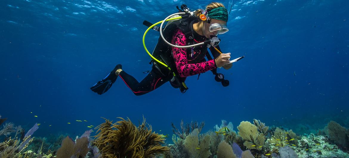 An ocean scientist conducts research while diving in American Samoa. An ocean scientist conducts research while diving in American Samoa.