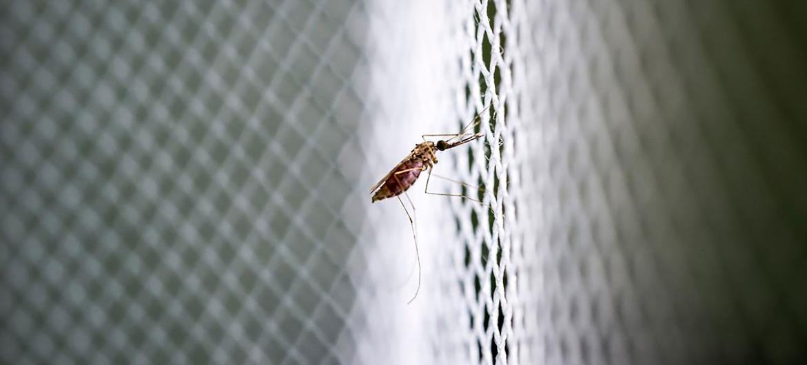 An anopheles adult mosquito rests on a net. An anopheles adult mosquito rests on a net.