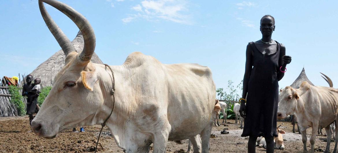 A herder with her cattle in the Sudan. A herder with her cattle in the Sudan.