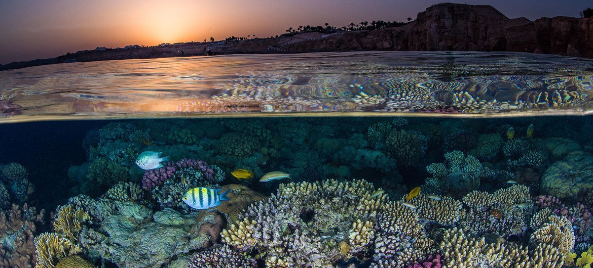 Coral reefs harbour the highest biodiversity of any ecosystem globally. Coral reefs harbour the highest biodiversity of any ecosystem globally.