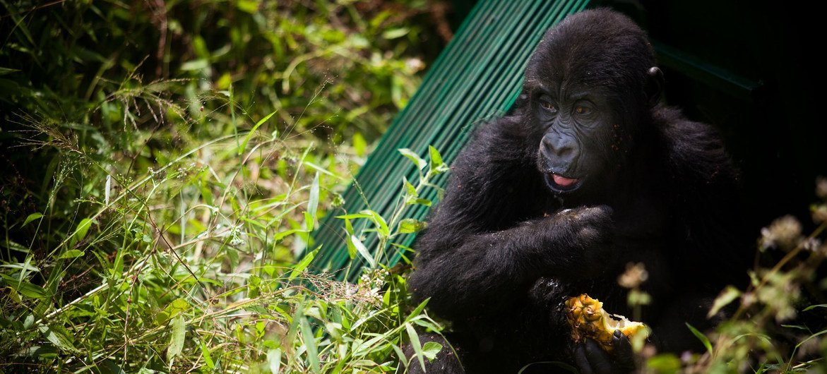 An orphaned gorilla released into a new habitat, east of the Democratic Republic of the Congo.  Healthy gorilla populations are increasingly isolated due to habitat loss and conflict in the area. 