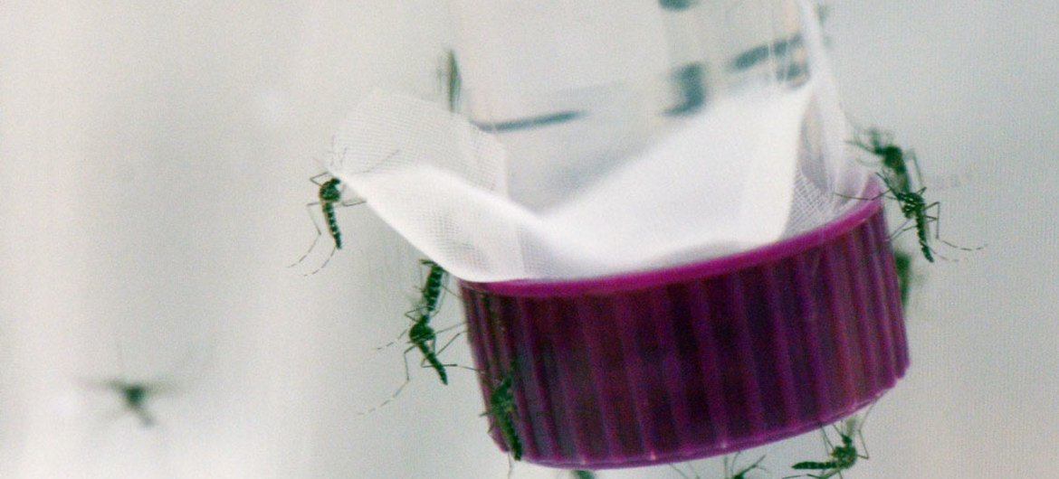 Aedes aegypti mosquitoes that can carry Zika as well as Dengue and Chikungunya viruses. Photo: IAEA/Dean Calma Aedes aegypti mosquitoes that can carry Zika as well as Dengue and Chikungunya viruses. Photo: IAEA/Dean Calma